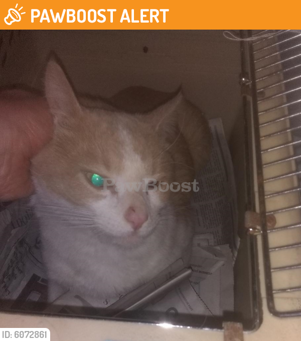 Found/Stray Male Cat last seen Windham Lane , Wheaton-Glenmont, MD 20902