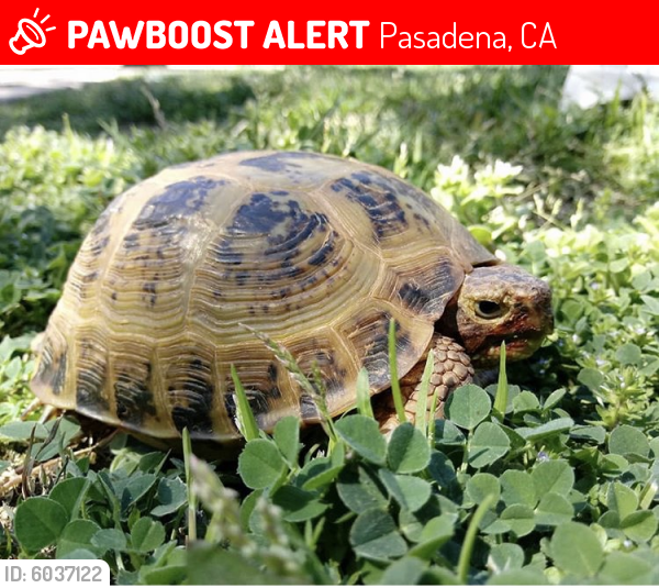 Lost Unknown Reptile last seen Manzanita Ave, Pasadena, CA 91103