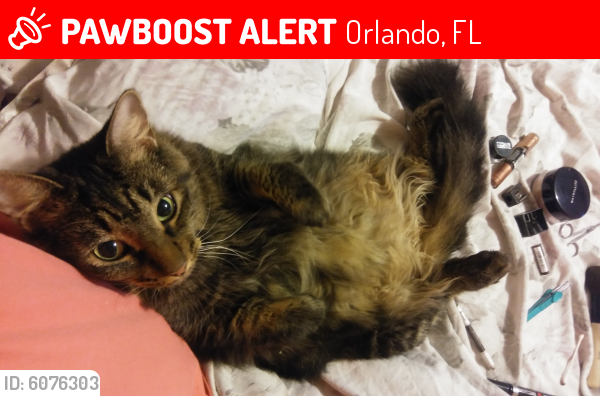 Lost Female Cat last seen Lila Drive/Lake Margaret Drive, Orlando, FL 32806