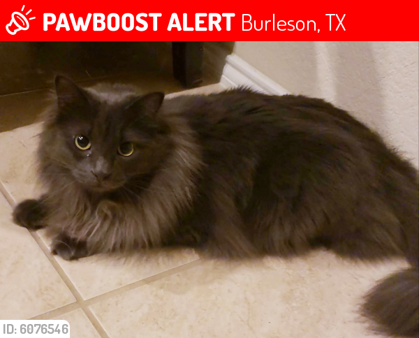 Lost Male Cat last seen Pin Cushion Trail and Foxglove Lane, Burleson, TX 76028