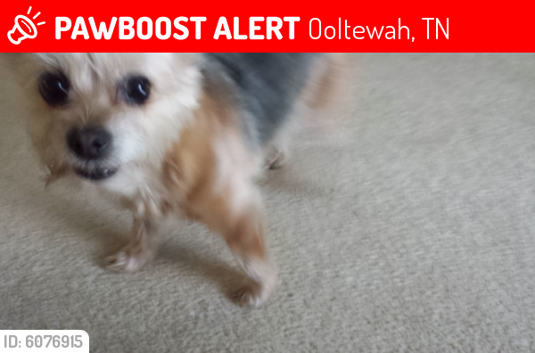 Lost Female Dog last seen Hunter Road/ Hamilton on Hunter/ Benwood Drive, Ooltewah, Ooltewah, TN 37363