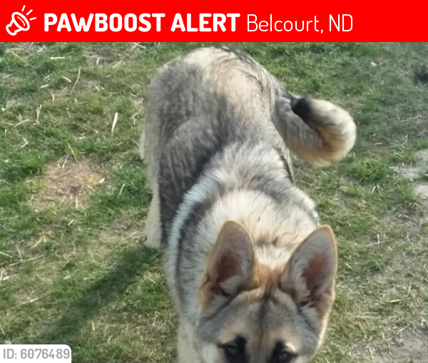 Lost Unknown Dog last seen Near Davis N.E. Belcourt North Dakota , Belcourt, ND 58316