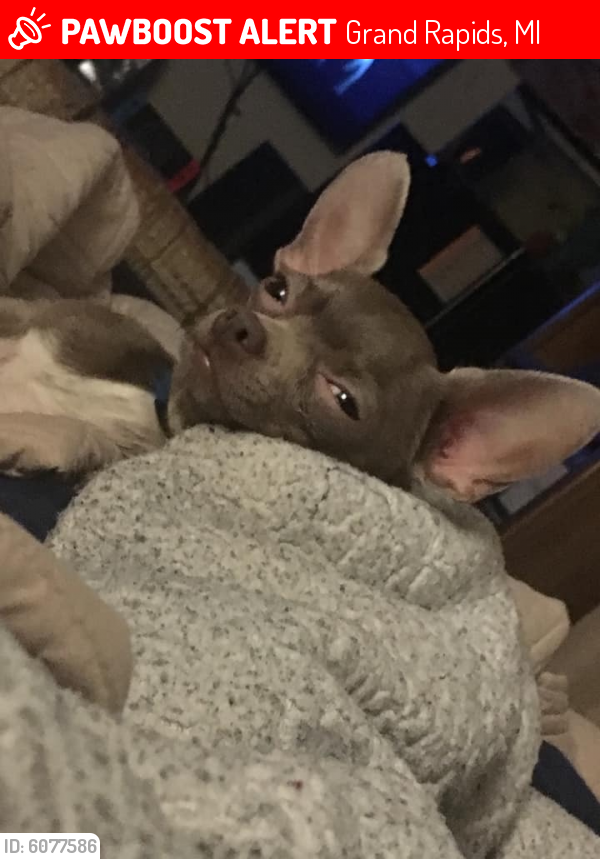Lost Male Dog last seen Plainfield, Forrest Avenue, College, Creston/City High School, Sweet Street Park, Grand Rapids, MI 49505