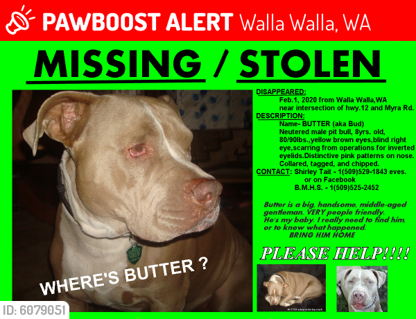 Lost Male Dog last seen Hwy 12 and Myra Rd.,Walla Walla ,WA, Walla Walla, WA 99362