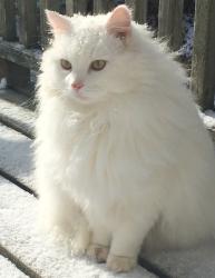Lost Male Cat last seen East Chester Highway 3 between Bucaneer Rd and Goat Lake Rd, East Chester, NS B0J 1J0