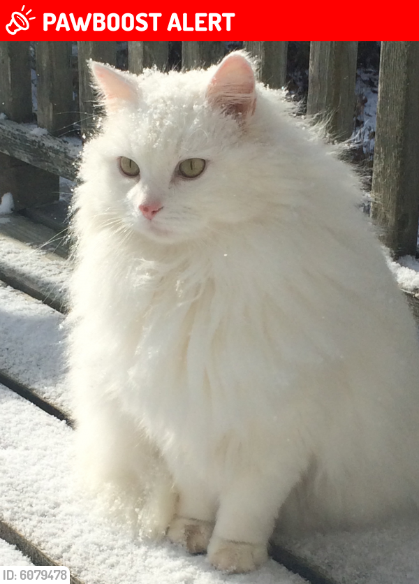 Lost Male Cat last seen East Chester Highway 3 between Bucaneer Rd and Goat Lake Rd, East Chester, NS B0J 1J0