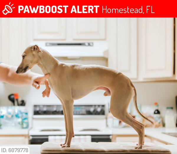 Lost Male Dog last seen Mayor Roscoe Warren Park, Homestead, FL 33035