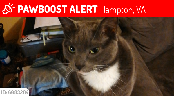 Lost Female Cat last seen Springdale Way and Benjamin Terrace, Hampton, VA 23666