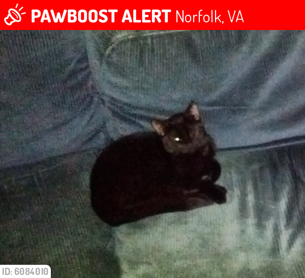 Lost Female Cat last seen Near Manchester Ave , Norfolk, VA 23508