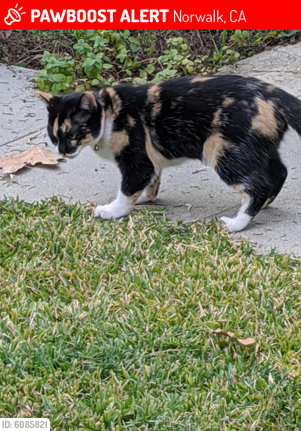 Lost Female Cat last seen Domart Ave and Excelsior, Norwalk, CA 90650