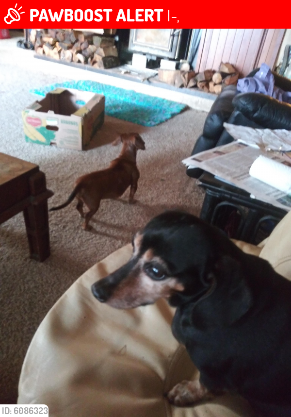 Lost Male Dog last seen Bryant Stanwood I-5 exit at the gas station, I-5,  98292