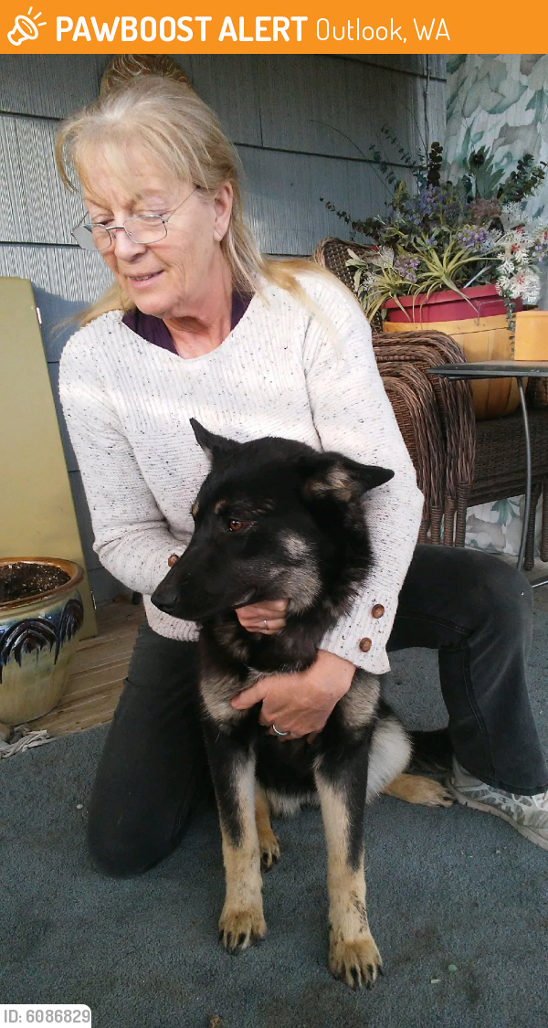 Rehomed Female Dog last seen Outlook Cemetery, Outlook, WA 98938