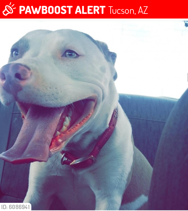 Lost Female Dog last seen Near w grant Rd , Tucson, AZ 85705