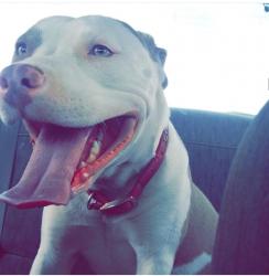 Lost Female Dog last seen Near w grant Rd , Tucson, AZ 85705