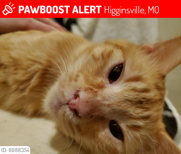Lost Male Cat last seen Near Shelby St, Higginsville, MO 64037