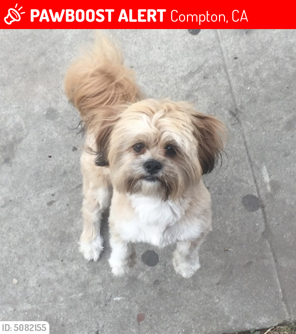 Lost Male Dog last seen North Culver Avenue, Compton, CA, USA, Compton, CA 90227