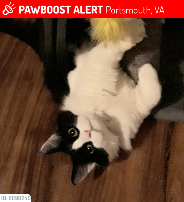 Lost Female Cat last seen Hodges Ferry rd, Portsmouth, VA 23701