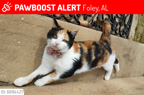 Lost Female Cat last seen Shoots lane, foley al , Foley, AL 36535