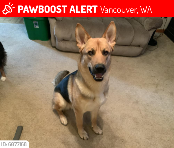 Lost Male Dog last seen York Elementary School, Vancouver, WA 98682