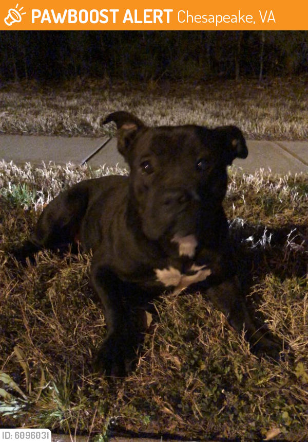 Found/Stray Female Dog last seen Spanish Moss Drive, Chesapeake VA, Chesapeake, VA 23320