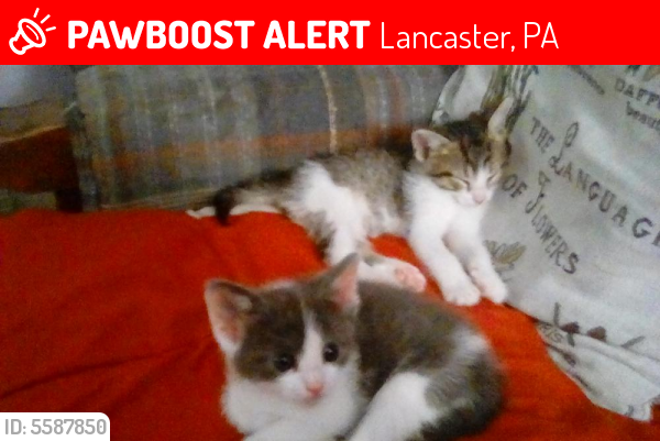 Lost Unknown Cat last seen Robert Road and Glenn Road, off Princess Anne Road, Lancaster, PA 17601