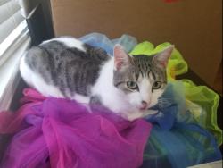 Reunited Male Cat last seen Devonshire and Macklind, St. Louis, MO 63109