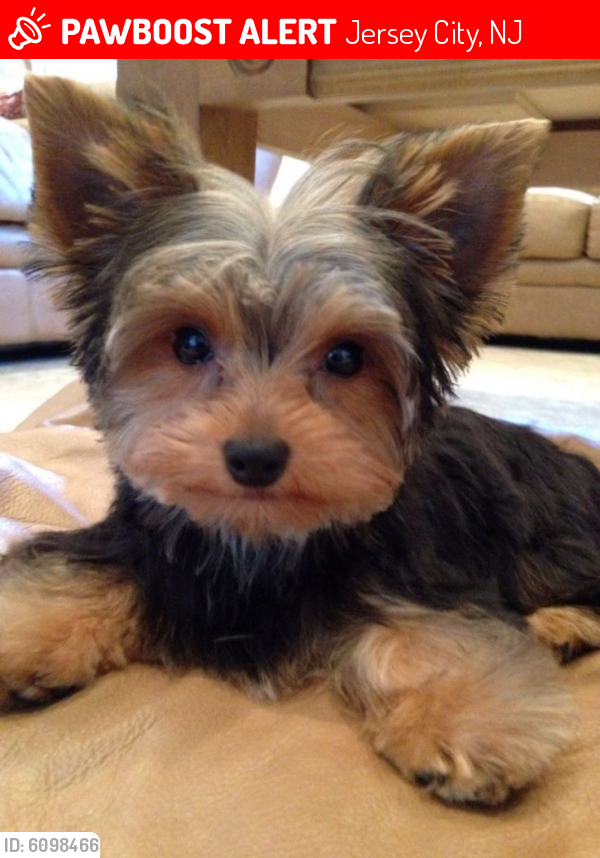 Lost Female Dog last seen The heights , Jersey City, NJ 07306