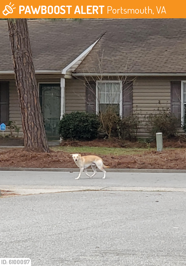 Found/Stray Male Dog last seen Pine needles circle, Portsmouth, VA 23703
