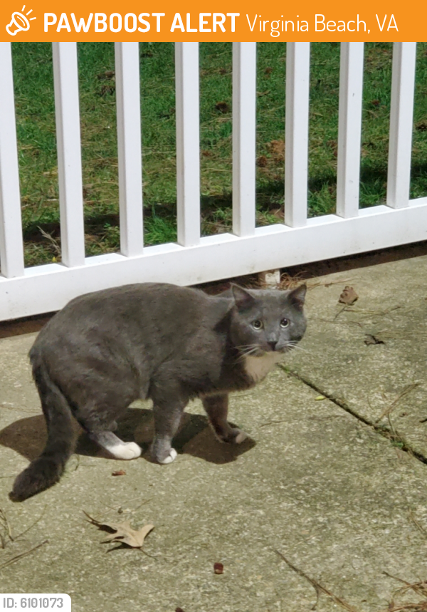 Found/Stray Male Cat last seen Linkhorn bay apartments, Virginia Beach, VA 23451