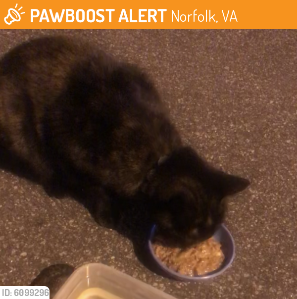 Found/Stray Unknown Cat last seen HAMPTON Blvd & Gates Ave , Norfolk, VA 23507