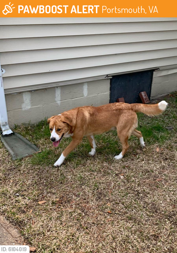 Found/Stray Unknown Dog last seen Airline boulevard , Portsmouth, VA 23701