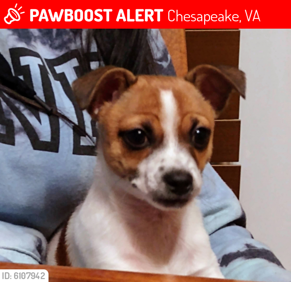 Lost Male Dog last seen Commonwealth/sparrow Rd. Chesapeake va, Chesapeake, VA 23325