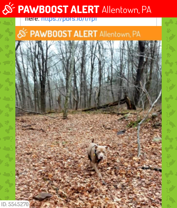 Lost Female Dog last seen 7st Allentown PA, Allentown, PA 18102