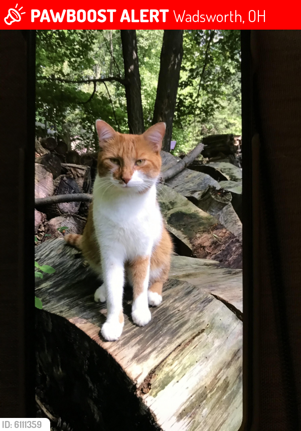 Lost Male Cat last seen South Medina Line Rd., Wadsworth, OH 44281