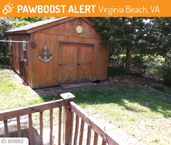 Found/Stray Unknown Cat last seen Caren and Lampl, Virginia Beach, VA 23452