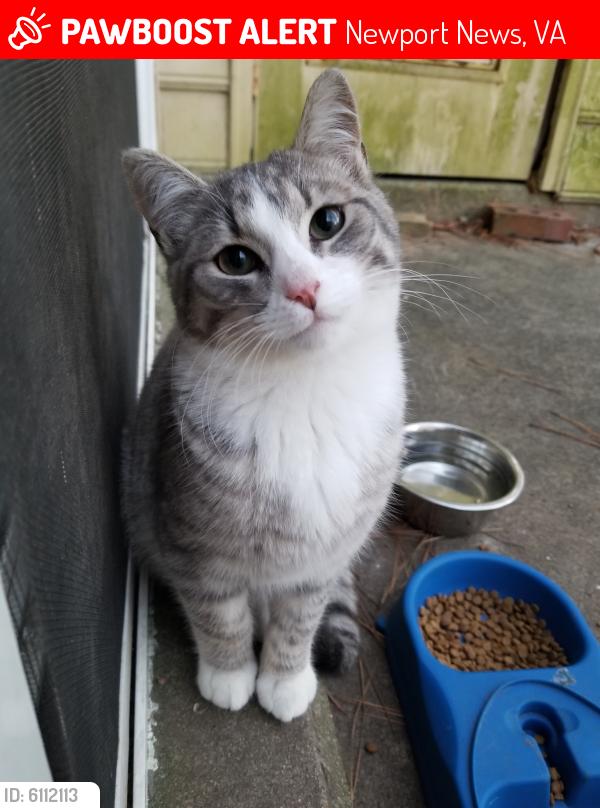 Lost Male Cat last seen Winston Townhouses off of Winston Ave. Dimmock Ave is behind our property line, Newport News, VA 23601