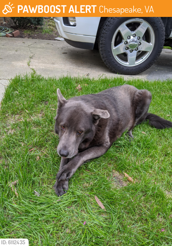 Found/Stray Female Dog last seen Near Woodbridge Dr, Chesapeake, VA 23322
