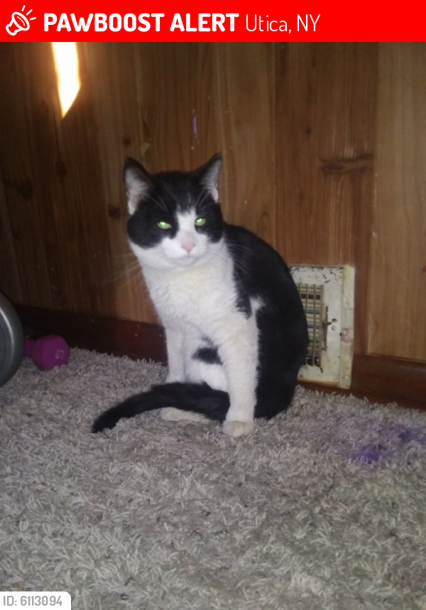 Lost Male Cat last seen Margery St, Utica, NY 13501