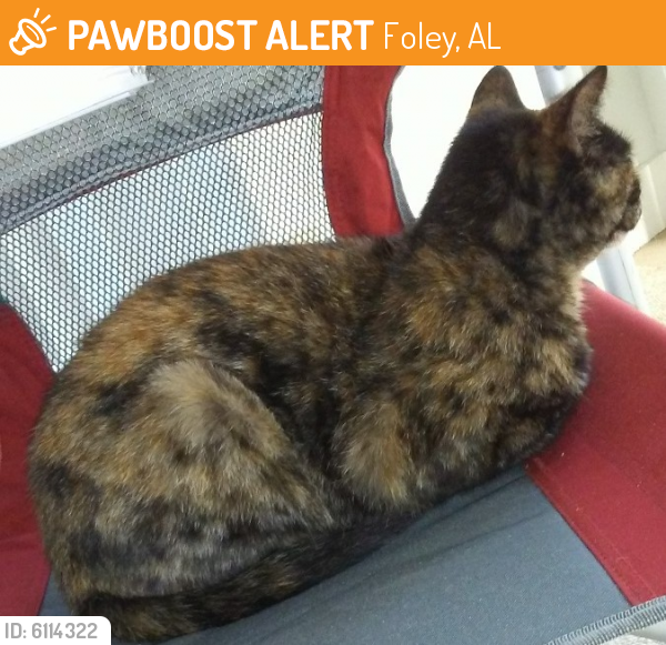 Found/Stray Female Cat last seen foley hospital, Foley, AL 36535
