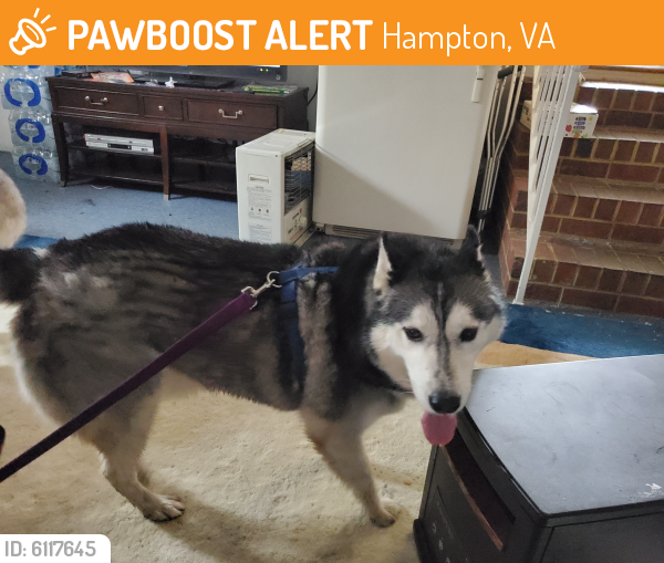 Found/Stray Male Dog last seen Hillside dr & joyens rd, Hampton, VA 23666