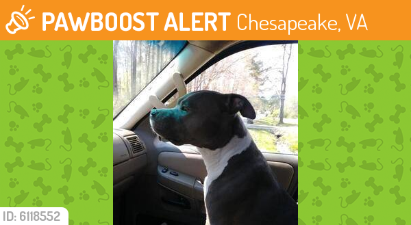 Found/Stray Unknown Dog last seen Washington Drive, Chesapeake, VA 23322