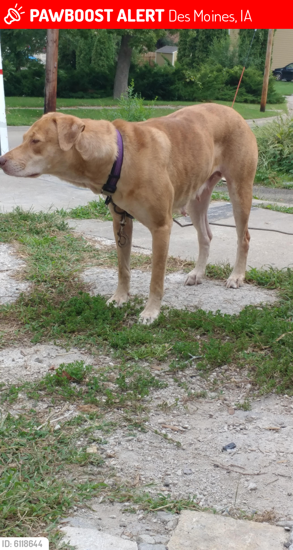 Lost Female Dog last seen Hull ave and york ave, Des Moines, IA 50316