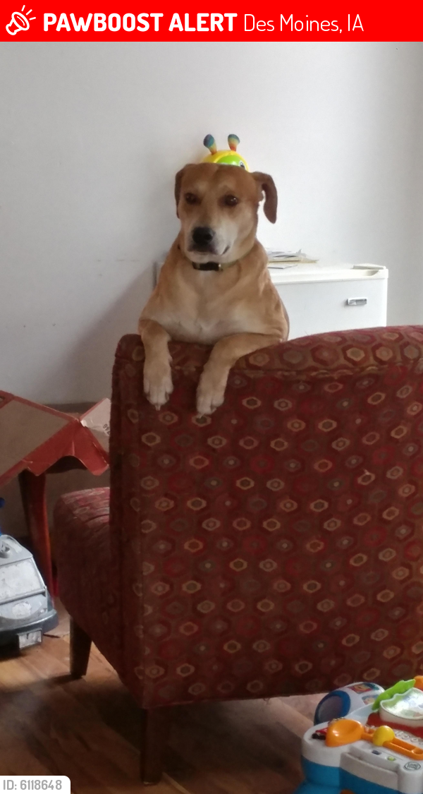 Lost Male Dog last seen Hull ave and york ave, Des Moines, IA 50309