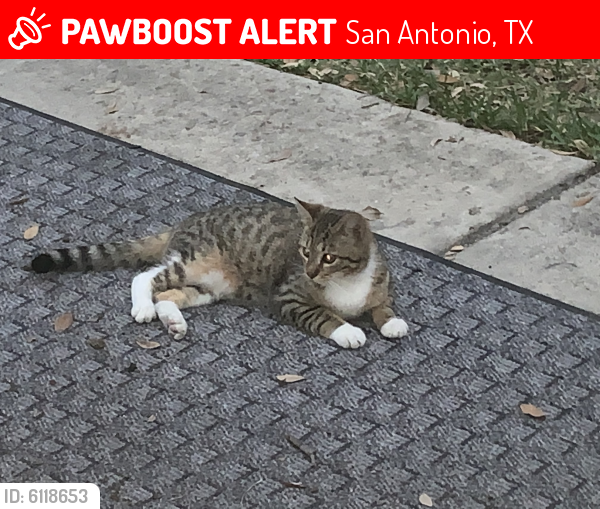 Lost Male Cat last seen Mainland and crossing at quail creek , San Antonio, TX 78250