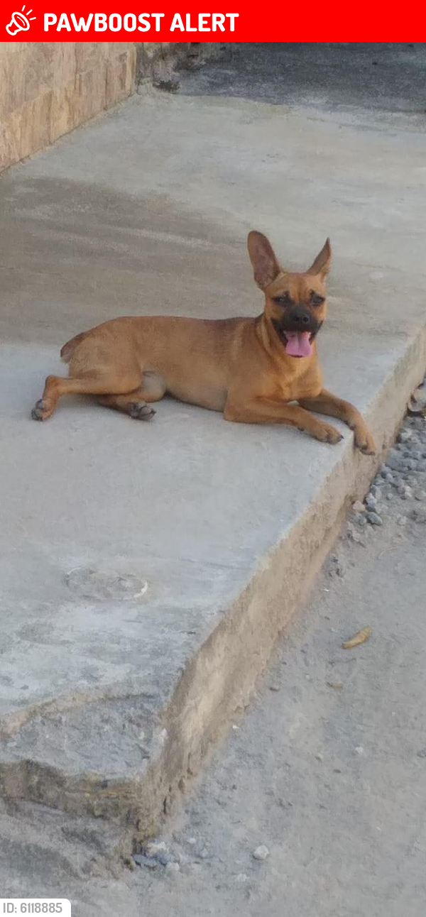 Lost Female Dog last seen Olavo Bilac , Jardim Olavo Bilac, RJ 