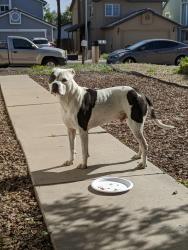 Reunited Unknown Dog last seen Near W Shangri-la Rd, Peoria, AZ 85345, USA, Peoria, AZ 85345