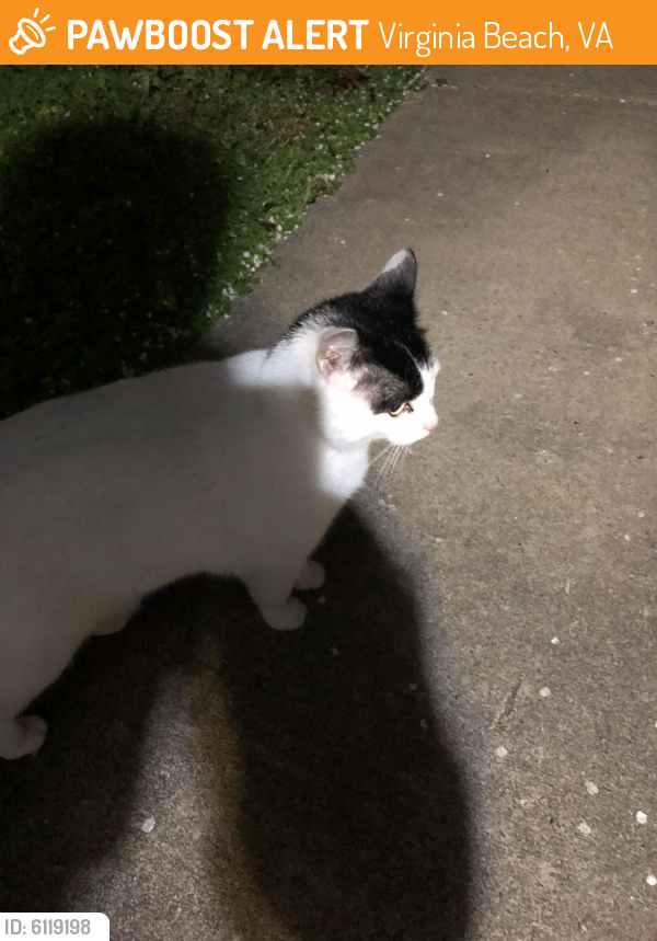 Found/Stray Unknown Cat last seen Independence , Virginia Beach, VA 23455