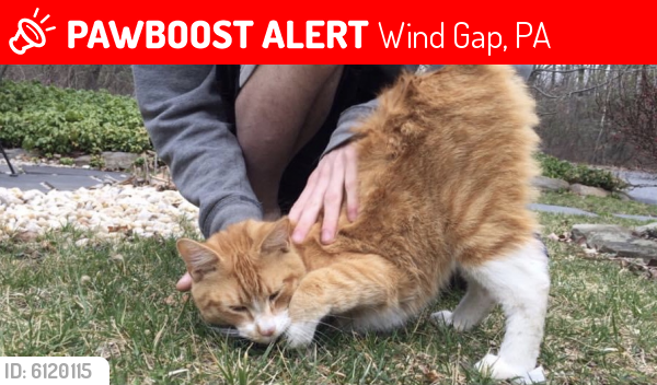 Lost Male Cat last seen 10th Street and Broadway in WindGap PA , Wind Gap, PA 18091
