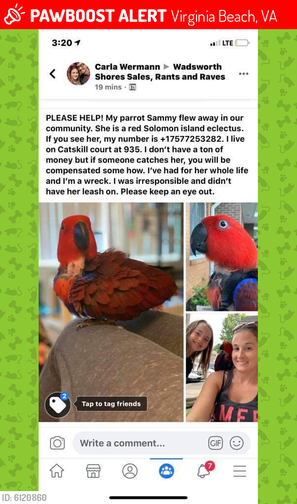 Lost Female Bird last seen Catskill Court, Virginia Beach, VA 23451