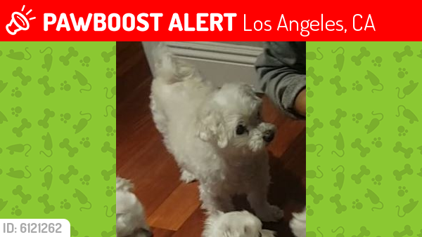 Lost Male Dog last seen Corbin & Mayall, Los Angeles, CA 91324